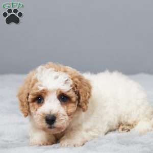 Sonny, Bich-Poo Puppy